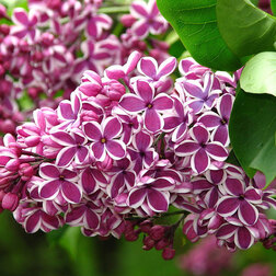 ����  ������ ������������ ��������, ������ �� 595 ���