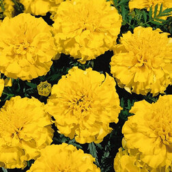 ����  �������� ����������� ���� ����� ����� (1��-1000��) ���������������� ������, ������ �� 1920 ���