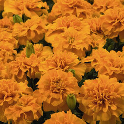 ����  �������� ����������� ���� ����� ����� (1��-1000��) ���������������� ������, ������ �� 1920 ���