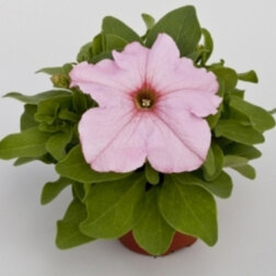 ����  ������� ����������� �������� ������ ��� (1��-1000�����), ������ �� 2560 ���