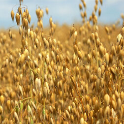 ����  ���� ������ ������ (1��) (���), ������ �� 93 ���