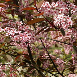 ����  ������� �������� �������� (������������), ������ �� 493 ���