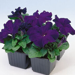 ����  ������� ����������� ����� ��� �� ��� (1��-1000�����) ���������������� ������, ������ �� 3200 ���