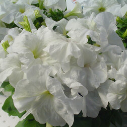 ����  ������� ����������� ����� ��� �� ���� (1��-1000�����) ���������������� ������, ������ �� 3200 ���