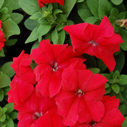 ����  ������� ����������� ����� ��� �� ��� (1��-10 000�����) ���������������� ������, ������ �� 32000 ���