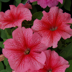 ����  ������� ����������� ����� ��� �� ��� ������ (1��-1000�����) ���������������� ������, ������ �� 3200 ���