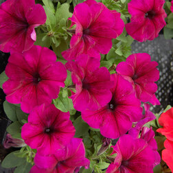 ����  ������� ����������� ����� ��� �� �������� (1��-1000�����) ���������������� ������, ������ �� 3200 ���