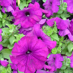 ����  ������� ����������� ����� ��� �� ��� ����� (1��-1000�����) ���������������� ������, ������ �� 3200 ���