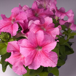 ����  ������� ����������� ����� ��� �� ���� ������ (1��-1000�����), ������ �� 3200 ���