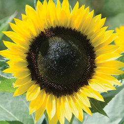 ����  ������������ ������ ����� (1��-1000��)���������������� ������, ������ �� 9600 ���