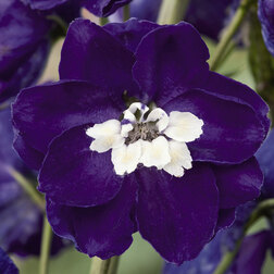 ����  ���������� ������� ������ �������� ���� ��� ���� �� (1��-250��) ���������������� ������, ������ �� 880 ���