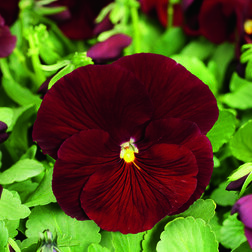 ����  ����� ��������������� ������ ���� ��� (1��-100��) ���������������� ������, ������ �� 848 ���