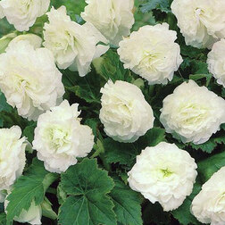 ����  ������� ��������� ������� ���� (1��-100��) ���������������� ������, ������ �� 880 ���