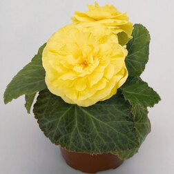 ����  ������� ��������� ������� ����� (1��-100��) ���������������� ������, ������ �� 880 ���