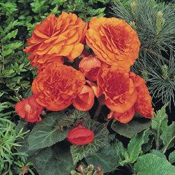 ����  ������� ��������� ������� ����� (1��-100��) ���������������� ������, ������ �� 880 ���