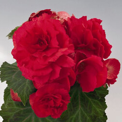 ����  ������� ��������� ������� ��� (1��-100��) ���������������� ������, ������ �� 880 ���