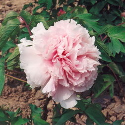 ����  ���� ����������� ����� ������� �������, ������ �� 731 ���