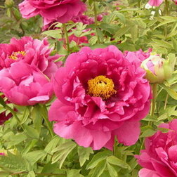 ����  ���� ����������� ������, ������ �� 731 ���