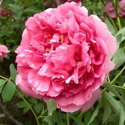 ����  ���� ����������� �����, ������ �� 731 ���