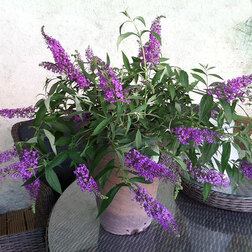 ����  ������� ������ ���� (����� �����), ������ �� 680 ���