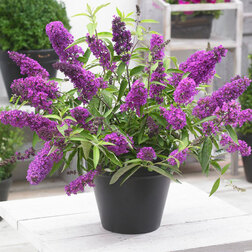 ����  ������� ������ ����� ������ (����� �����), ������ �� 680 ���