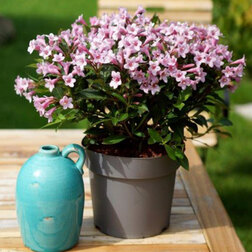 ����  ������� �������� ���� ����� (����� �����), ������ �� 731 ���