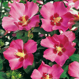 ����  �������� ��������� ��������, ������ �� 663 ���