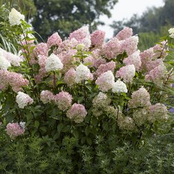 ����  ��������� ����������� (����������), ������ �� 629 ���