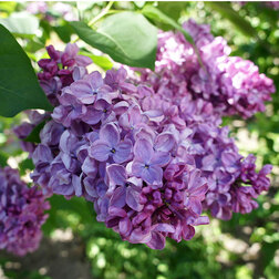 ����  ������ ������������ ������, ������ �� 595 ���