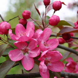 ����  ������� ������ ������� (������������), ������ �� 425 ���