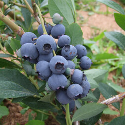 ����  �������� ������������ �����, ������ �� 539 ���