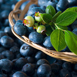 ����  �������� ������������ �������, ������ �� 539 ���