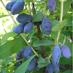 ����  ��������� ��������� ��������, ������ �� 349 ���