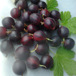 ����  ��������� ������, ������ �� 339 ���