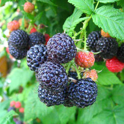 ����  ������ ���� ������ (������������ ����), ������ �� 499 ���