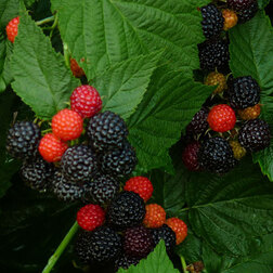 ����  ������ �������� (������������ ����), ������ �� 499 ���