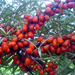 ����  ������� �������� ���������, ������ �� 369 ���