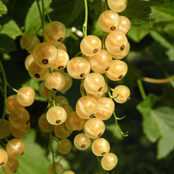 ����  ��������� ����� ����� ���, ������ �� 289 ���