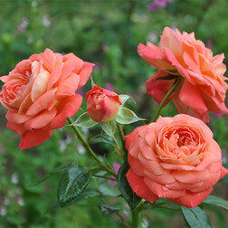 ����  ���� ���������� ���� �� ����, ������ �� 499 ���