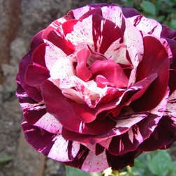 ����  ���� ���������� ��� �������, ������ �� 499 ���