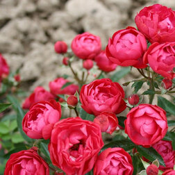 ����  ���� ����������� ��� �������, ������ �� 619 ���