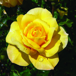 ����  ���� ��������� ������ ������, ������ �� 619 ���