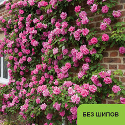 ����  ���� ��������� ������� �����, ������ �� 619 ���