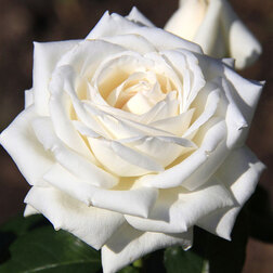 ����  ���� ����� �����-��������� ���� ������, ������ �� 719 ���