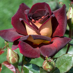 ����  ���� ����� �����-��������� ���� ������, ������ �� 719 ���