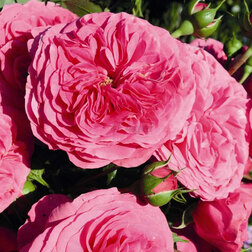 ����  ���� ������ ���������� ���������, ������ �� 699 ���