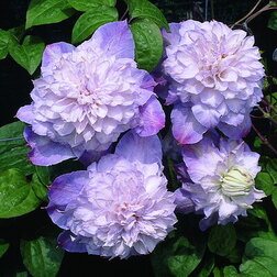 ����  �������� ��������������� �������� ���� (1-�����), ������ �� 599 ���