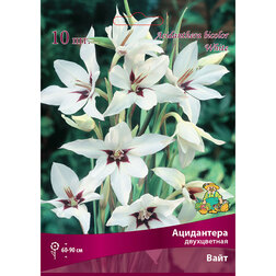 ����  ���������� ����������� ���� (10 ��.), ������ �� 229 ���