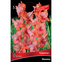 ����  ��������� ������ (5 ��.), ������ �� 595 ���