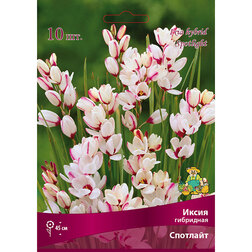 ����  ����� ��������� �������� (10 ��.), ������ �� 229 ���